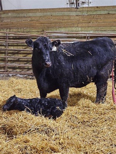 Calving season is officially underway! At 2:30 a.m., Brooklynn’s show heifer delivered a beautiful heifer calf perfect size and an excellent first-time mama. Two calves overnight and January 17th kicks off the 2026 calving season. #3 is currently penned up and will be here soon! 🖤 Avery Roth with the lucky guess on when calving season would kick off!🥳 | Brown's Angus Ranch