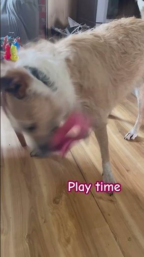 Happy dog loves living on the farm | @FarmyardWellness