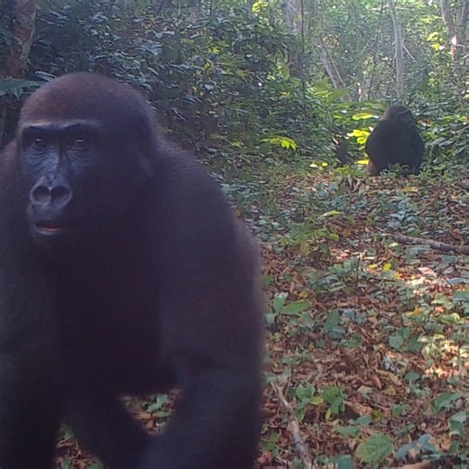 Camera traps are vital to our work around the world, enabling us to monitor the animals we have released and understand other species they will encounter. 💚 But they're also a lot fun too! 🦍 🔈 Sound on for gorilla vocalisations at 34 seconds! 🔈 | The Aspinall Foundation