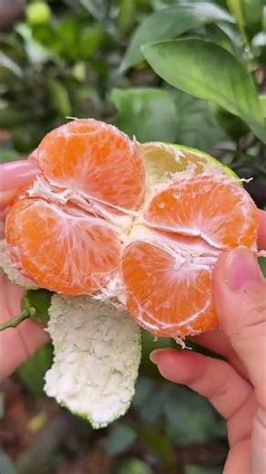 Ultimate Tangerine Orchard Harvest ASMR