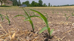 Diminishing soil moisture beginning to worry some Northeast Wisconsin farmers