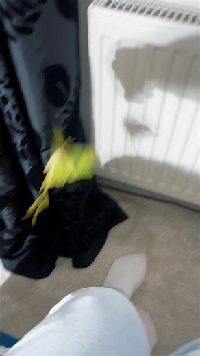 Little guy couldn’t work out which way to fly 😂