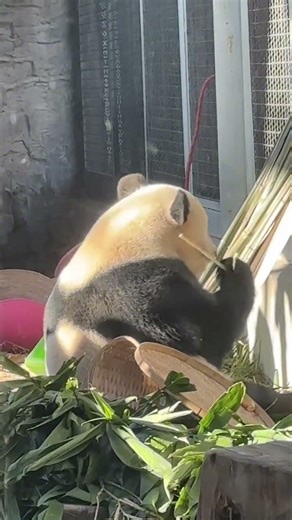 晒背养生小熊熊 #大熊猫 #panda #熊日常 #cute #cutepanda #animals #funny #熊