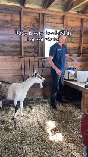 2.8K views · 152 reactions | Ruby’s recent vet visit! Ruby is one of many animals rescued from a terrible illegal backyard butcher a decade ago, and in her senior years she needs extra monitoring and care for her Caprine Arthritis and Encephalitis. Recently Ruby got imaging in preparation for possibly making her a brace for her front leg that needs extra support. As you can see she was very involved in her own appointment! #whywoodstock | Woodstock Farm Sanctuary | Facebook