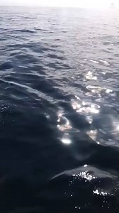 615K views · 10K reactions | A dolphin calf excitedly practiced the art of jumping high out of the water—and kept trying despite a few belly flops! https://abcn.ws/2P5ifED | ABC News | Facebook