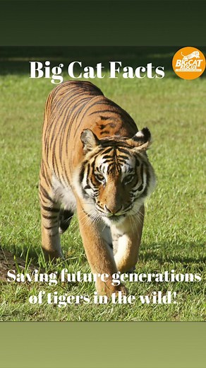 Big Cat Facts #2 SAVING BIG CATS in the WILD! #fbreels #animalreels #reels2023 #reelstrending #reelsvideo #catreels #fbshorts #bigcatrescue #rescue #bigcats #conservation #wildlife #CaroleBaskin | Big Cat Rescue