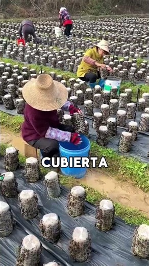 ¿Cómo se cultivan los hongos reishi en China
