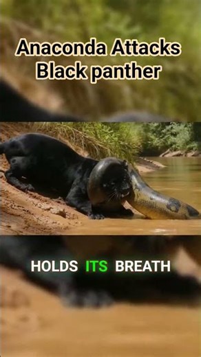 Anaconda vs Black Panther: Deadliest Strike Ever Filmed