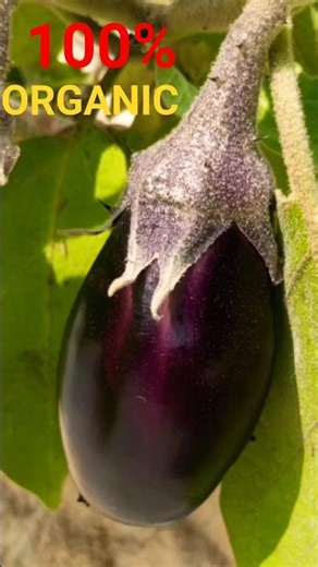 Growing Organic Eggplants at Home: Zero Chemical Fertilizer! #relaxing #gardening #organic #nature