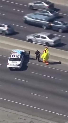 Why Did the Chicken Lead a Police Chase?
