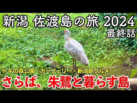 【新潟旅行】佐渡島の旅 2024 第3話（最終話） 〜さらば、朱鷺と暮らす島〜 【トキの森公園・佐渡汽船カーフェリー・パン屋カフェ クレアーレ・新潟駅グルメ】