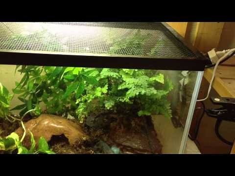 Updated eastern tiger salamander tank setup!