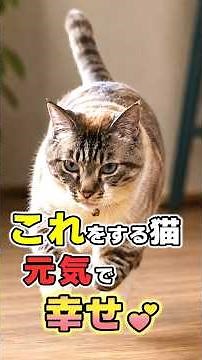 The Surprising Reason Your Cat Suddenly Goes Crazy! 9 Behaviors of a Happy, Healthy Cat #CatFacts...