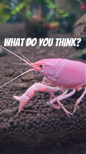 Are shrimp, prawns and crayfish the same? what do you think?