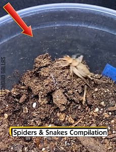 1.3M views · 10K reactions | Spiders & Snakes Compilation | Diamond Dallas Page | Facebook