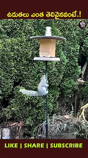 Why Squirrels Always Outsmart Bird Feeders! 🤯🐿️ ##ytshorts #viral #facts