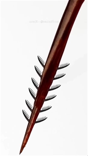 How do these honey bees eventually die?