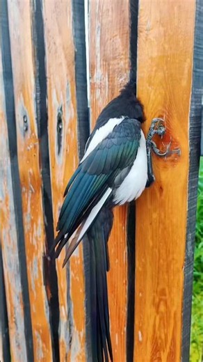 The girl rescued a crow trapped in fence # #animalrescue #birdrescue #animalvideos