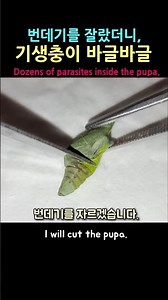 Parasites Were Hiding Inside a Butterfly Pupa…?!