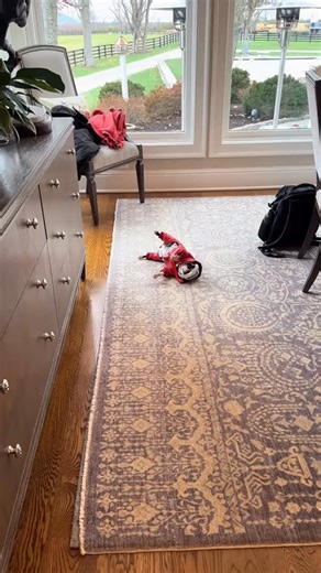 She’s not stuck, she is not just ready to move 😂 . . Credit: @franfrannodles TikTok . ❤️DM for credit or removal / All rights®️ are reserved & belong to their respective owners . . . #bostonterrier #bostonterrierlife #bostonterriergram | Boston terrier shop