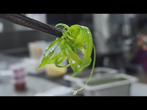 THIS IS HOW TO CUT CURLY CHIVE FOR GARNISH #foodie #viralvideo #chef #food #satisfying #viral #india
