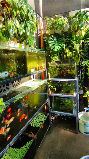 My Sunday morning 😍🐟🌿 #fishkeeping #goldfish #balloonmolly #plantita #fishtok