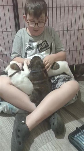 Braxtons rundown of the babies this far!!!! 2 reverse brindle boys 🩵💚👀🏡 | L. Mormino’s Gorgeous Boxer Puppies