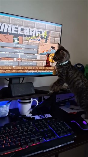 he got obsessed with the rat on my Minecraft menu #minecraft #bobatea #boba #tea #cat #servicecat