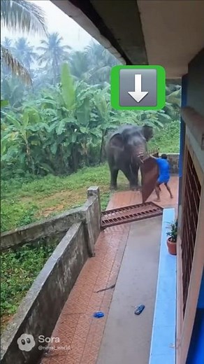 “Massive Elephant Destroys Rural House — Terrifying Real Footage #shorts