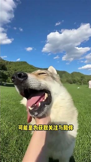 Unveiling Love & Friendship: The Heartwarming Dog Tale