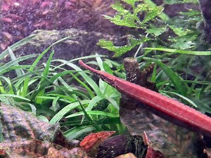 The pipe fish | Aquatic Avenue - The Aquarium Specialist | Facebook