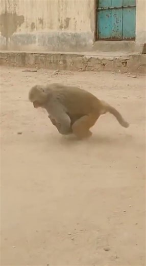 SHOCKING! 😱 Monkey Attacks Cat - Real Fight 🚫 (Must Watch)