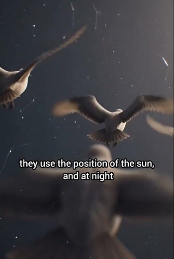 How Birds Fly Thousands of Kilometers Without Getting Lost #Bird #Animal #Nature #WildlifeScience