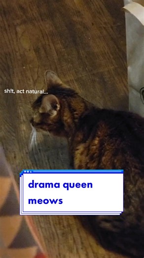 Midna the Drama Queen: Bengal Cat Meowing Compilation