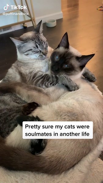 #SearchForWonderMom #macysownyourstyle #fyp #catsoftiktok #siamesecat #catslover #catslove #adoptdontshop #cutecuddle #catsvideo #couplegoals #catsoftheday #catoftiktok🐱 #lovers #lovestory