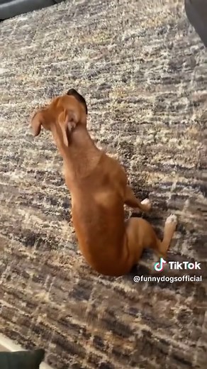 Dog Acts Tough Until Mom Says One Word — Instant Fear Reaction