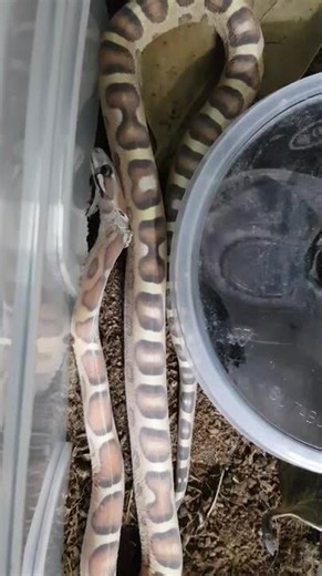 Scaleless Snake Shedding Skin