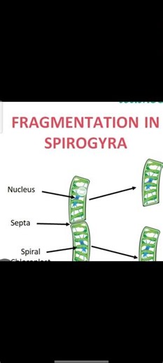 Spirogyra Reproduces by Asexual Reproduction Called Fragmentation.