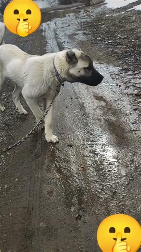 Baba kopekin triplere grlll