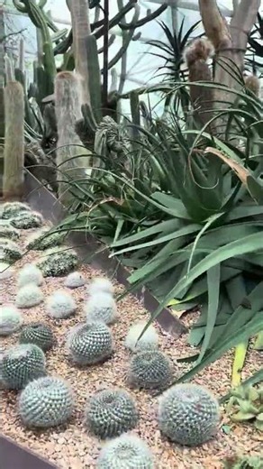 “Nature’s Art: Stunning Cactus Landscapes”