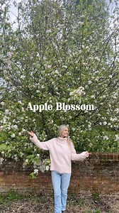 Apple trees suit our English climate so well and you don’t need a big garden to plant one. You can buy small apple trees up to 2.5m in height, look for rootstock M9 or Dwarf Step Overs, rootstock m27 🌸 Happy planting x #appleblossom #gardening #flowergarden #gardendesign #aprilgarden #springblossom #appletrees #gardeninspiration | Florians Botanical