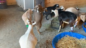 Today was graduation day! Some of the goats graduated from the small pen to the big goat area, while Dewey, Dolly, Pocket, Mia and Atlas limbed from the special needs barn to the big barn. Graduation day is always so emotional for us. But it means they made it! They were rehabilitated and grew enough to join the others up in the big barn. We are so proud of these five babies. Mia and Twinkle were both born missing the same front leg and they gravitated toward each other immediately. Happy Gradua
