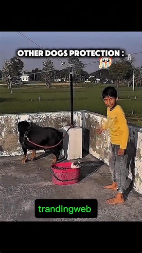 other dog vs dogesh bhai protection video#dog#dogs#dogshorts#dogeshbhai