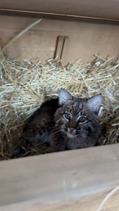 Sound up! It’s FELINE FRIDAY! 📣😾‼️Our bobcat kitten is thriving in her outdoor enclosure! She still hates people, and is very defensive for her daily clean and life check. We have successfully stocked one of our meat freezers full of miscellaneous meat, but can still accept more raw meat donations for our second freezer! This kitten loves chicken and beef the most. #bobcat #kitten #wildlife #wildliferehabilitation | St. Francis Wildlife Association