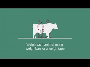 Cattle Wormers: How to apply POUR-ON products