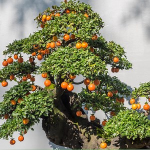 25 Seeds | Orange Tree Bonsai Seeds, Miniature Citrus Plant for Indoor or Outdoor Pots, Dwarf Ornamental Garden Tree, Balcony Patio Decor - Etsy