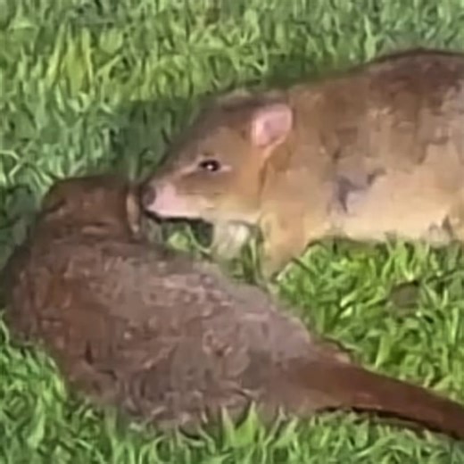 The Brushtail bettongs breeding chorus sounds like duelling two stroke motors. While not the most romantic sounding small talk this big girl is getting her point across very clearly. The male (the smaller of the two) is following the female around like persistent paparazzi. Females make it clear when they’re not interested—through squeaks, clicks, and other protest noises. Gestation is just 3 weeks, then the tiny joey climbs into the pouch. Even with a joey in tow, females can be ready for anoth
