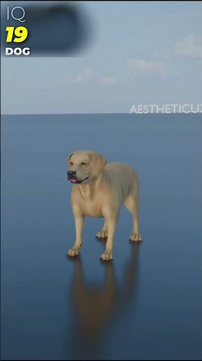 Animals Intelligence IQ Comparison 3D | Real Scale 3D Animation of Animal IQs | ANIMAL SIZE 3D