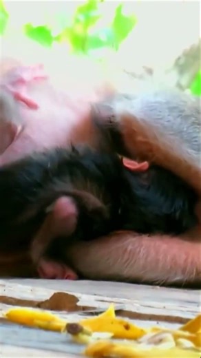 Adorable baby tries to hug mom and looks very lively – Worldwide wildlife earth