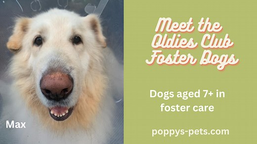 The Oldies Club: Meet the Senior Dogs in Foster Care
